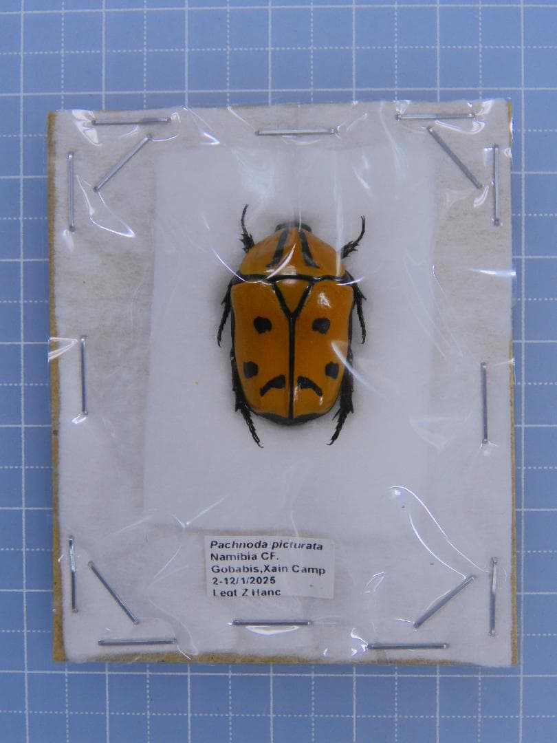 ペルー産 特大 フンボルトヒナカブト 45mm39mm ペア