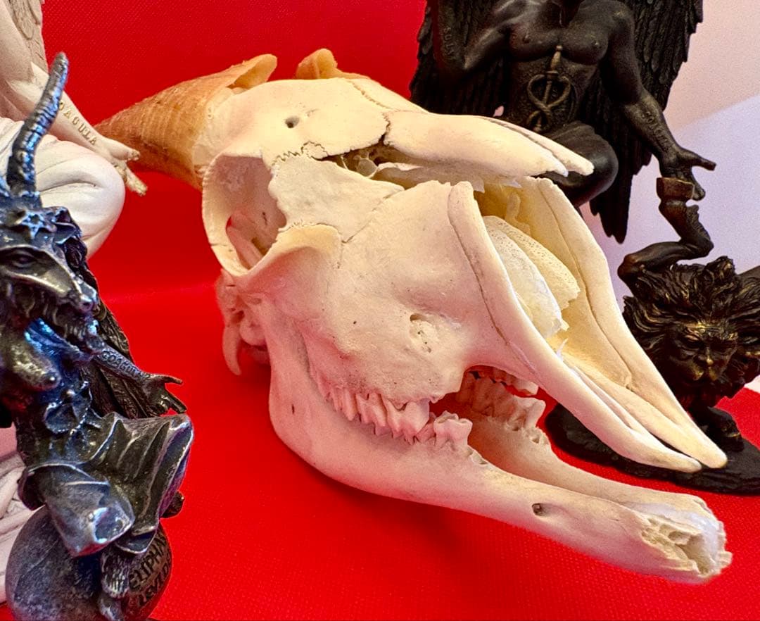 鹿のハンティングトロフィー | quelque jour（フランスアンティーク