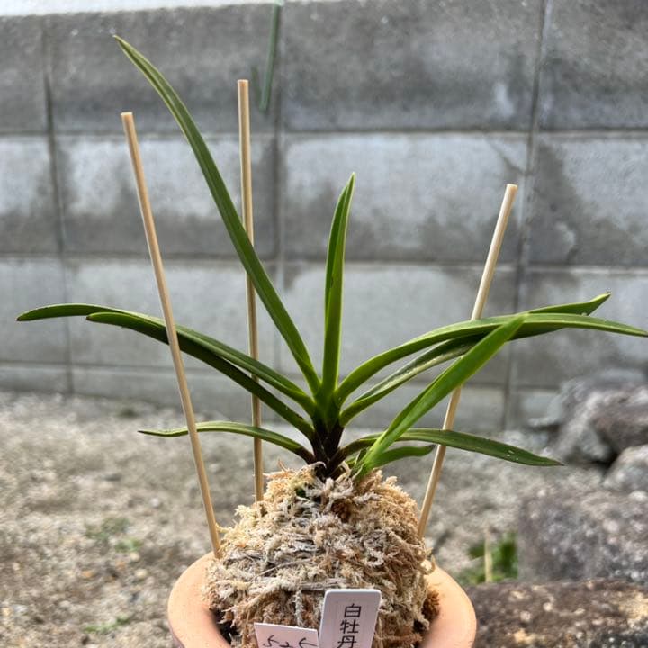 京焼 浅見与し三 作 竹彫紋刷毛目 手炙り 高20.2cm ボトムに小欠けあり