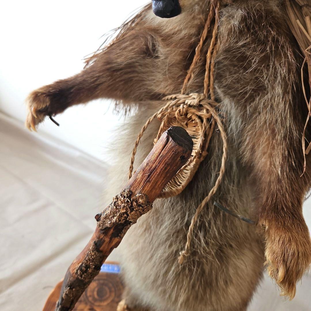 タヌキ 狸 鳥獣 剥製 本物 縁起物 商売繁盛 出世運 天然木 台座付き