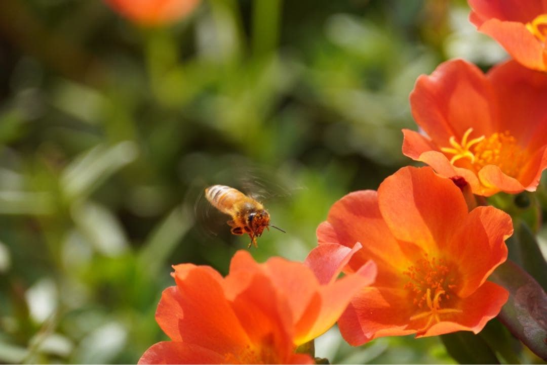 はちみつ 日本蜜蜂のハチミツ 奥山の奥と花粉入り蜂蜜