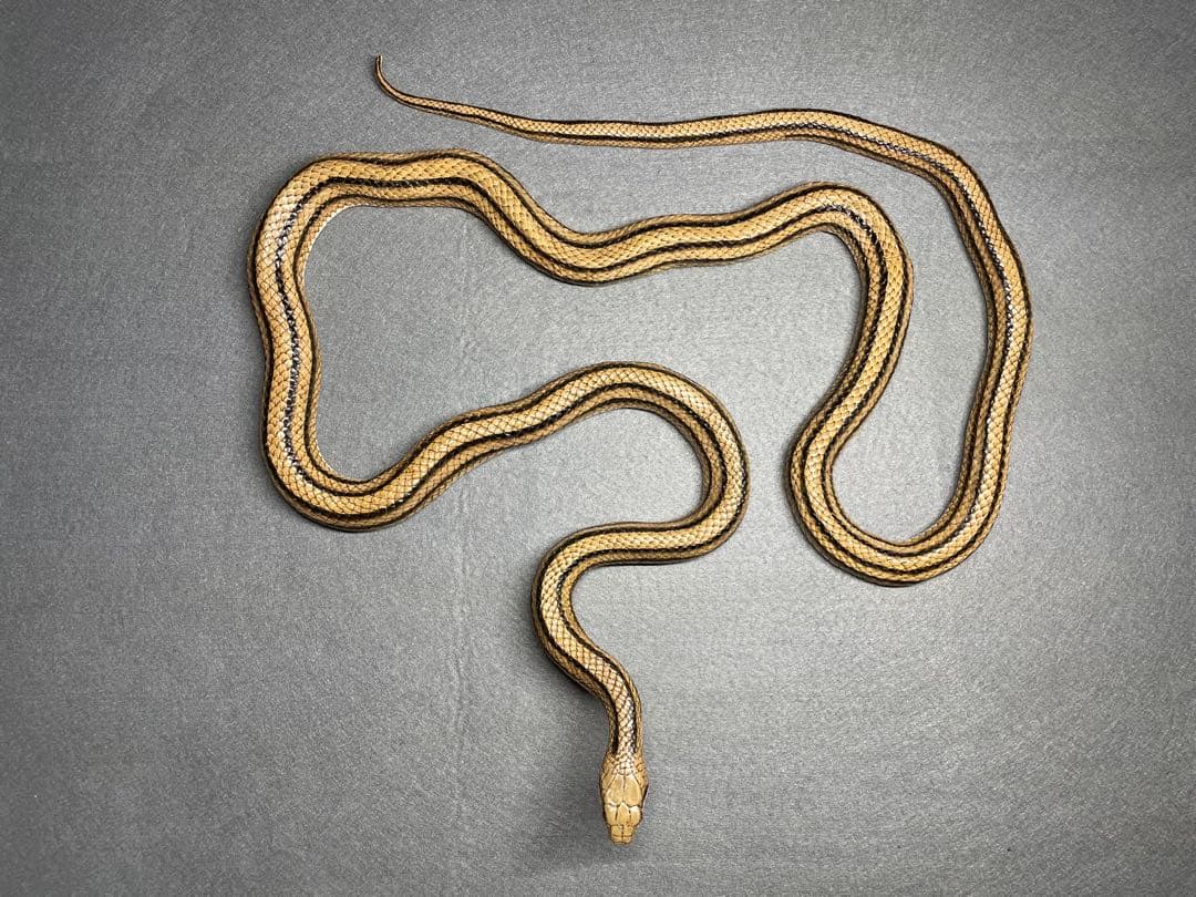 シマヘビ（レプリカ）