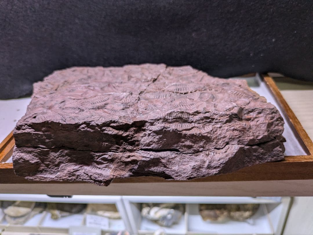 博物館級 三葉虫 群生 化石 標本 地学