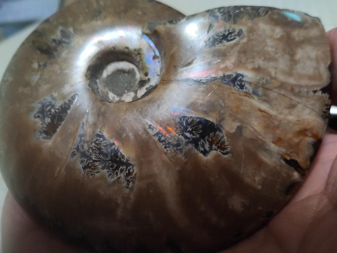 化石 アンモナイト オパール化 遊色 レインボー3点 9800an0814