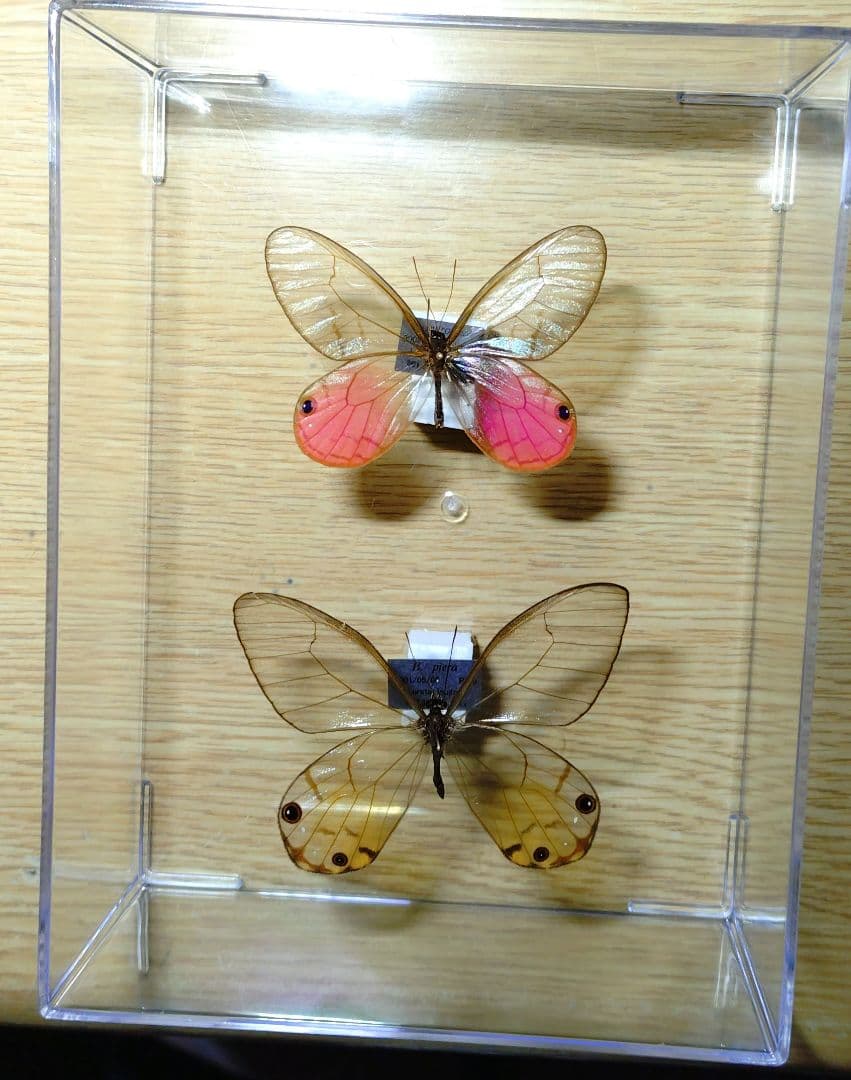最終値引き外国産蝶標本‼️ジャングル翔ぶ神秘の宝石 ベニスカシ