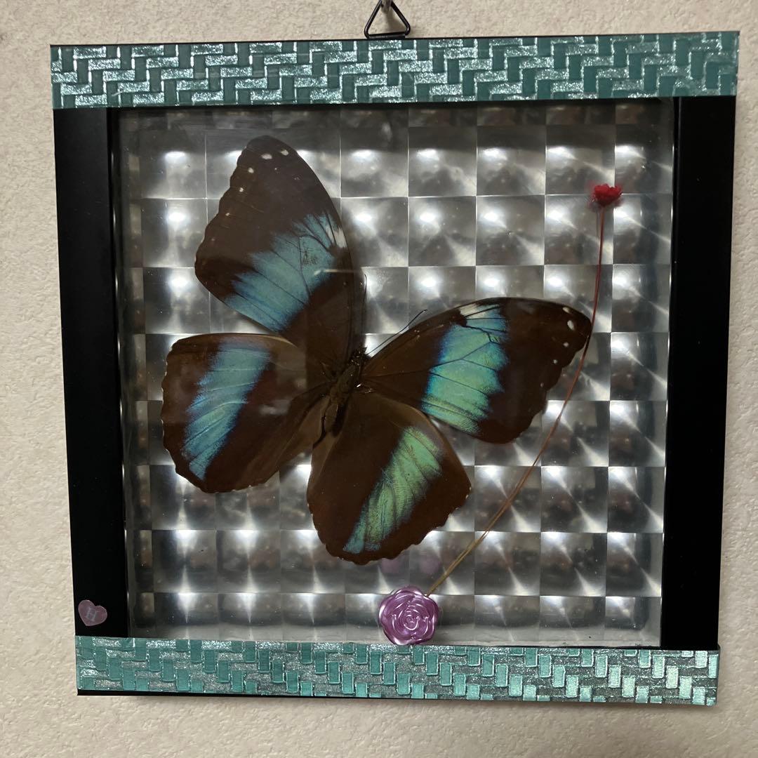 モルフォ蝶アキレスモルフォ標本ガラスケース