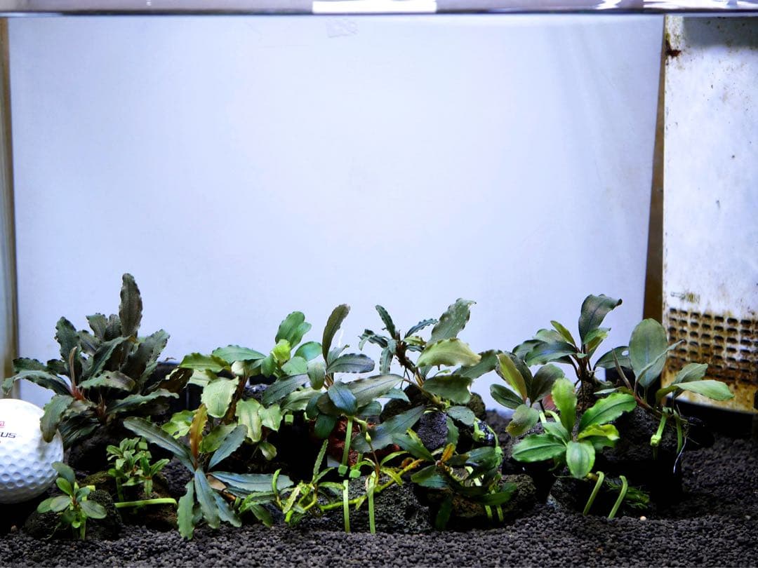 船長様専用 ブセファランドラ15種15株、ボルビ、ピンナティフィダ