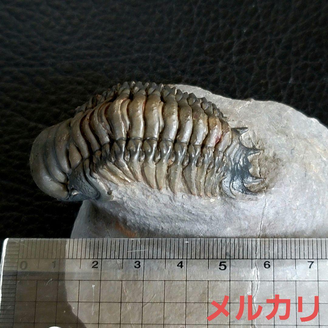 超美麗！三葉虫【Crotalocephalus gibbus】 化石 モロッコ