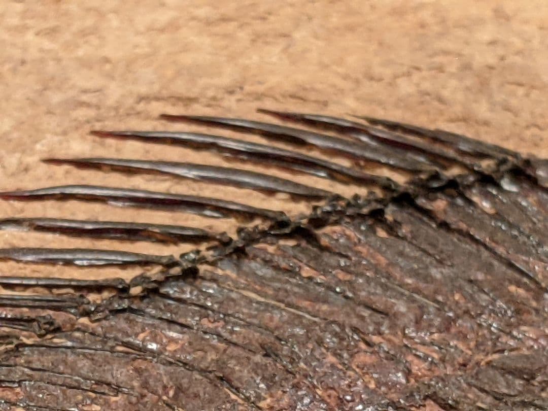 化石魚プリスカカラ 壁掛額入り