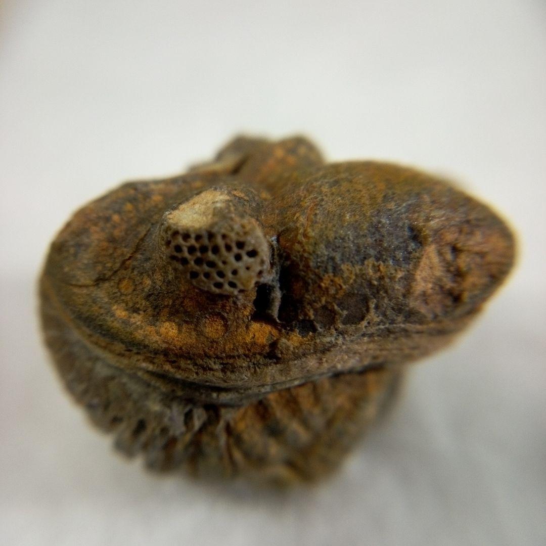 三葉虫 化石 三葉虫化石 究極のレトロ fossil ボリビア産 化石管理番号⑰