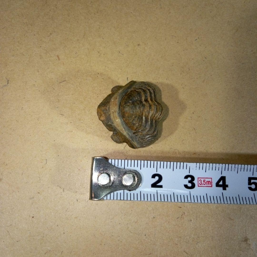 三葉虫 化石 三葉虫化石 究極のレトロ fossil ボリビア産 化石管理番号⑰