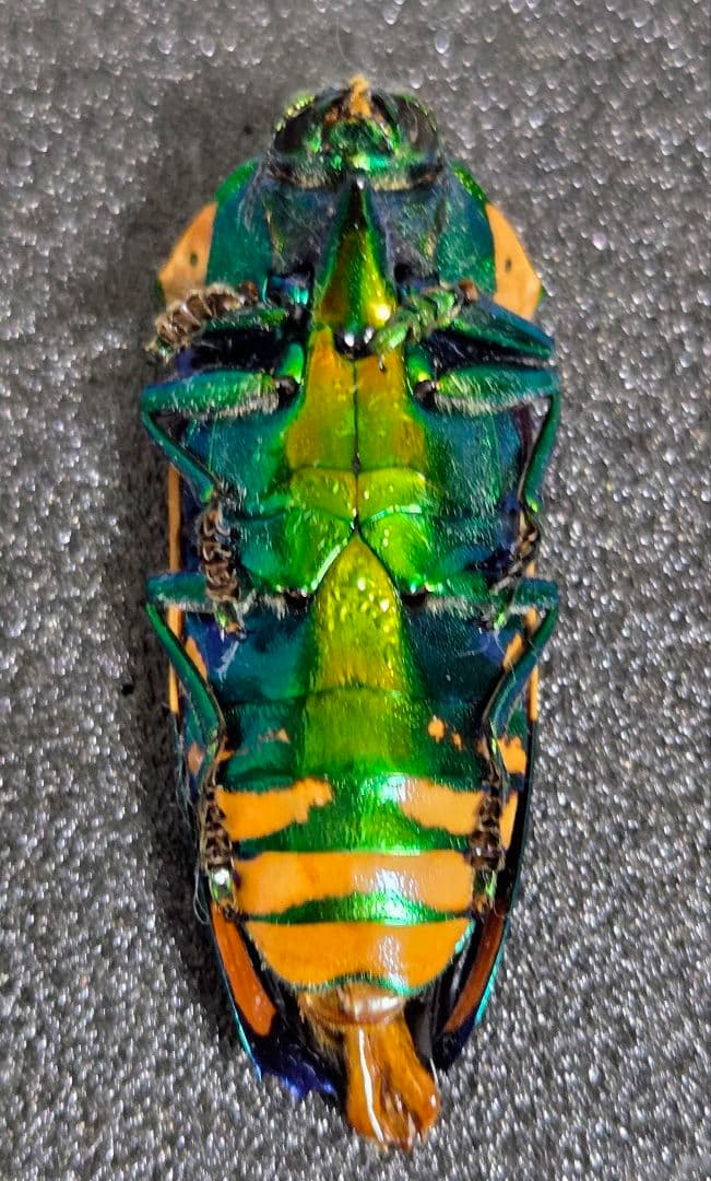 珍品 スハンダエオウサマムカシタマムシ 42ミリ 大型個体 お正月セール