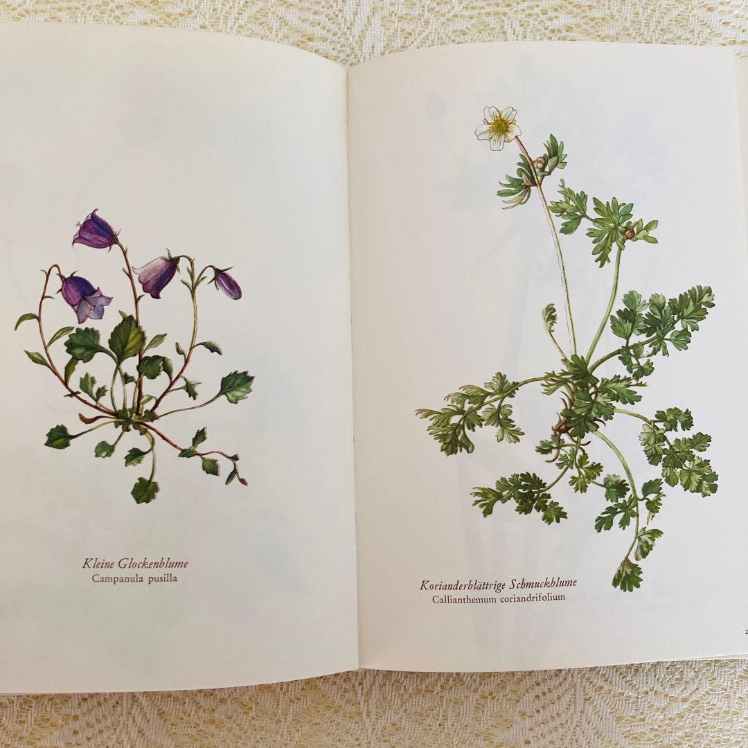 洋書古書 希少 ヴィンテージ植物図鑑 繊細で美しい植物画304点 画集