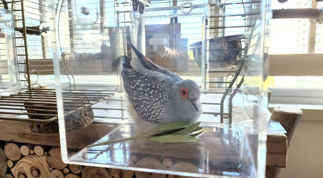 鳥かご 44.5cm x 25cm ヨーロッパ 輸入 ケージ