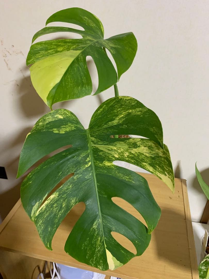 ブラジル産 スペシオーサダイコクコガネ 13-15mm ブラジル産 スペシ