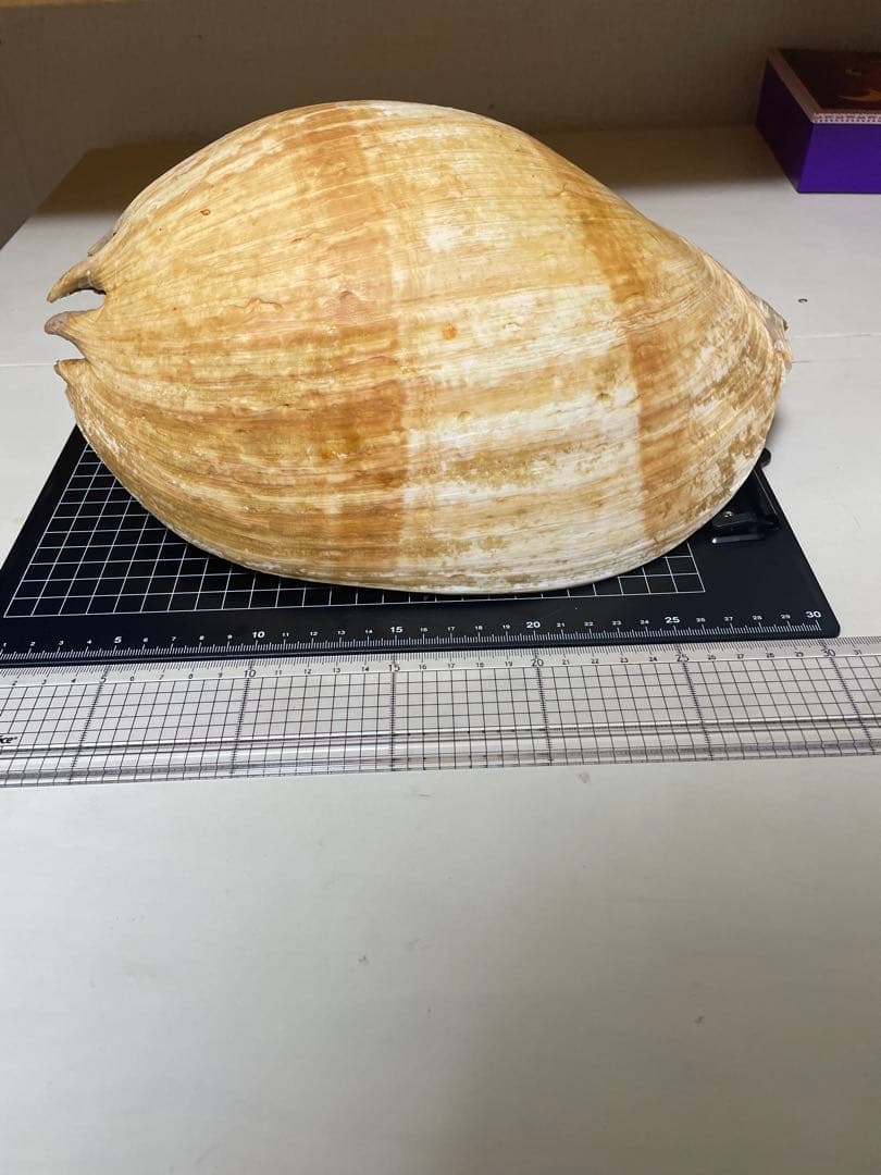 ヤシガイ 貝殻 標本