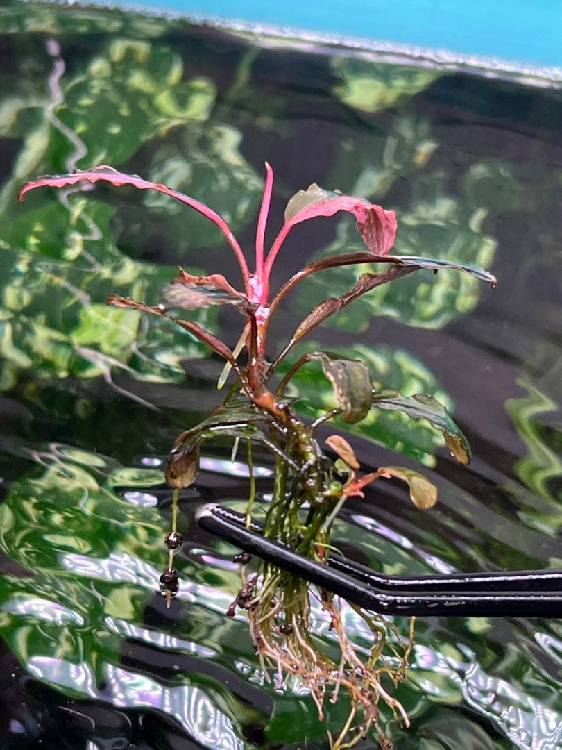 Bucephalandra VarigataPink.BlackAngel