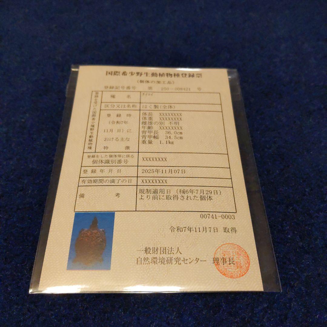 ②うみがめ〚タイマイ〛の剥製 壁掛けフックつき