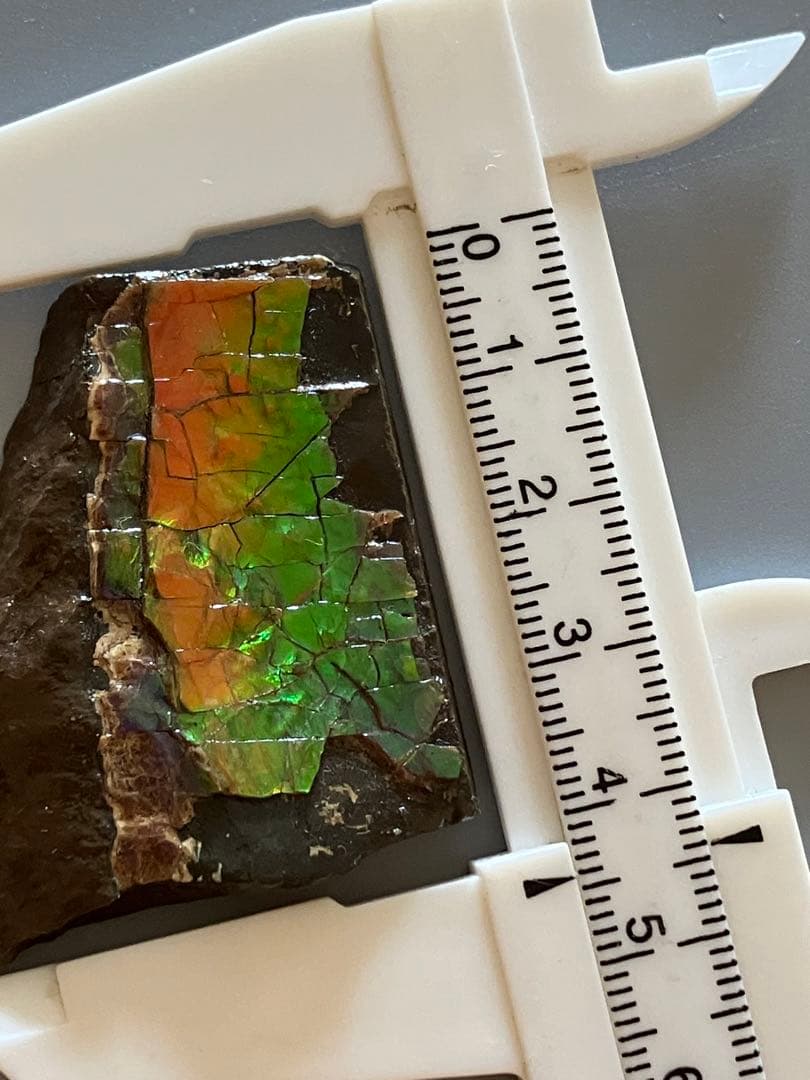 化石原石アンモライトアンモナイト幅4.4cm カナダ産置物箱付き