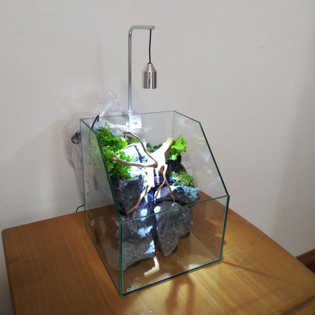 【完成品】 苔テラリウム 苔ボトル ホソバオキナゴケ　アクアテラリウム 完成品】 苔テラリウム 苔ボトル ホソバオキナゴケ アクアテラリウム