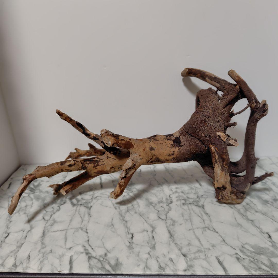 アク抜き済み流木【884】セール