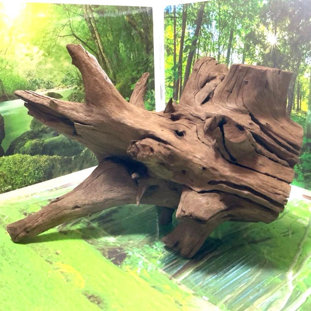 龍スケールです。イケメン朽ち木状ホーンウッド、他2点