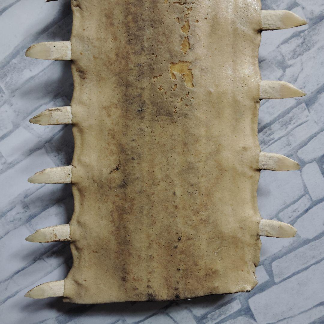 超希少・特大80cm】ノコギリギス 吻 剥製 ブラジル ノコギリザメ 天然