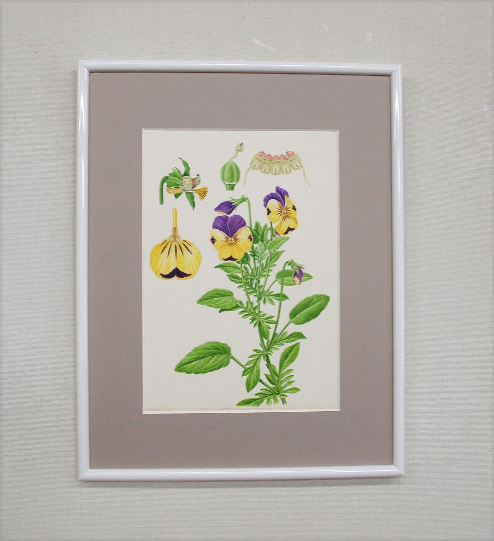 【絵画】ボタニカルアート　「パンジー」原画