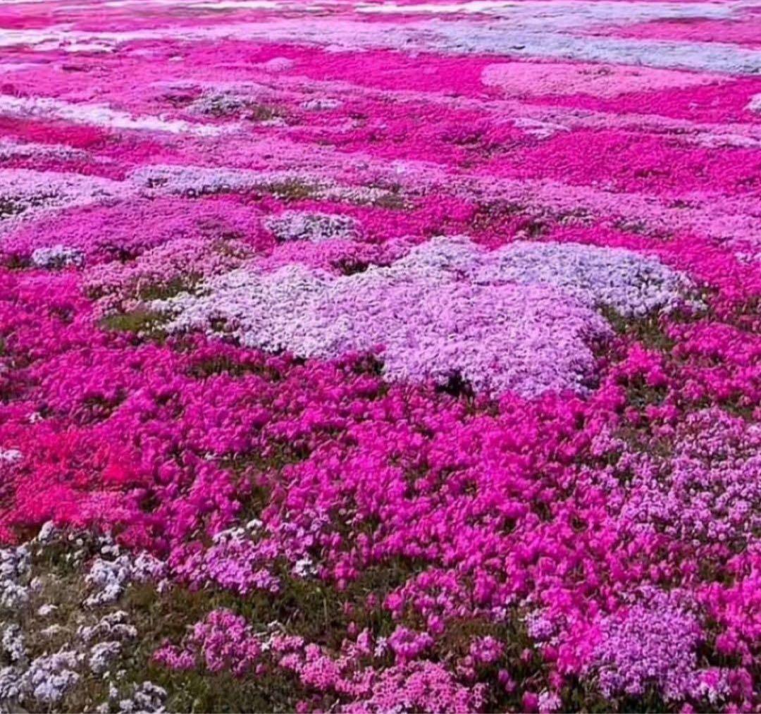 COACHパスキアコラボホワイト白二つ折り財布スナップウォレット.新品未使用品