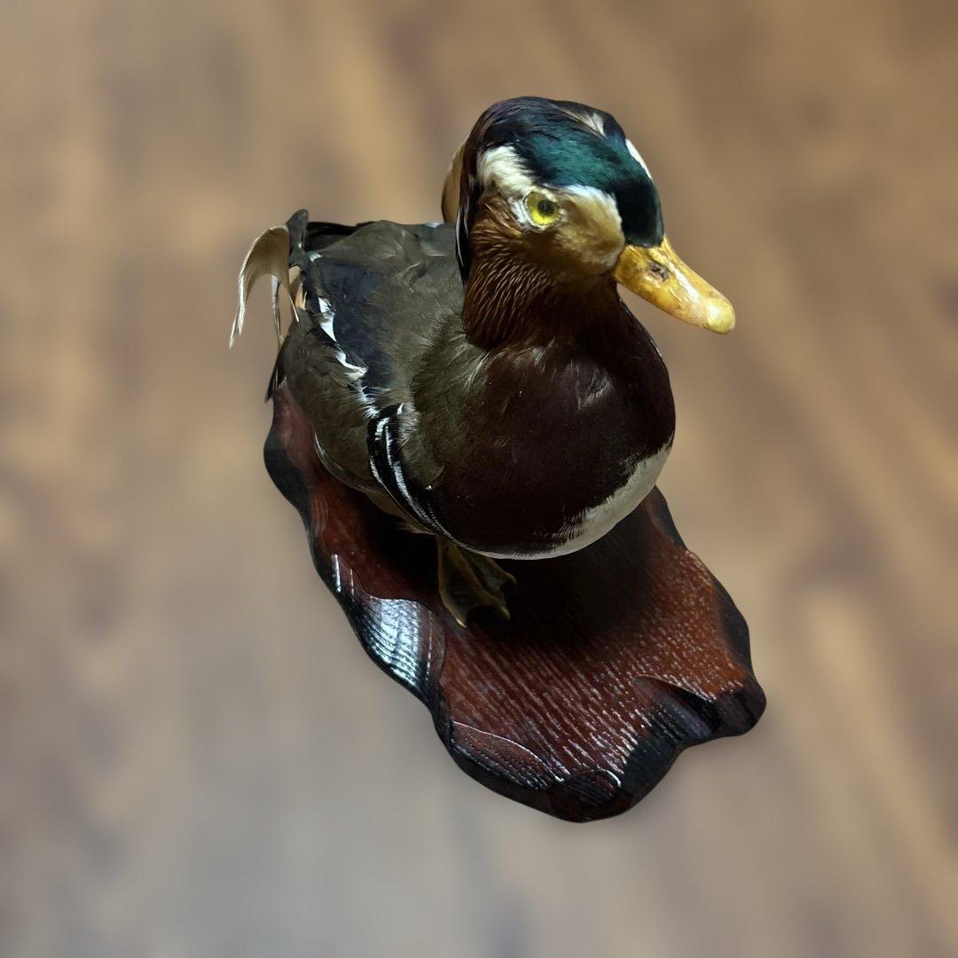 オシドリの剥製 木製台座付き