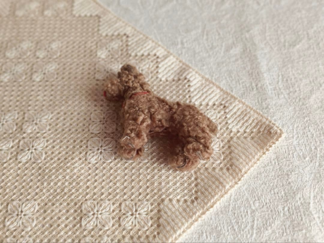 vintage dog ❀ クルクル巻き毛がキュートな ワンちゃん いぬ いさん