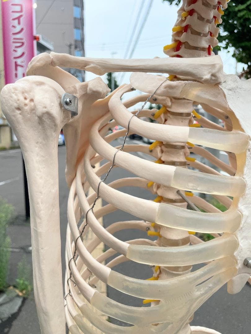 札幌市引取限定。等身大 骨格標本 骸骨模型 180cm 人体模型