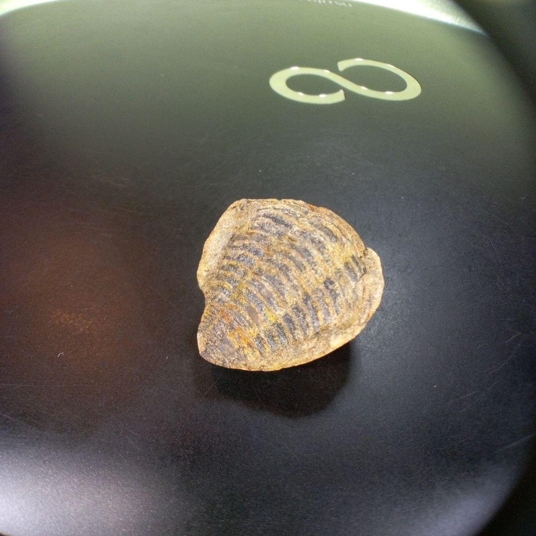 三葉虫 化石 fossil ボリビア産 trilobite 南アメリカ化石郡④