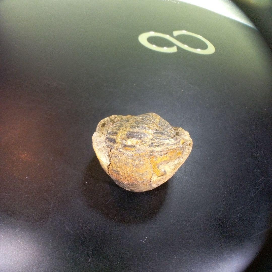 三葉虫 化石 fossil ボリビア産 trilobite 南アメリカ化石郡④