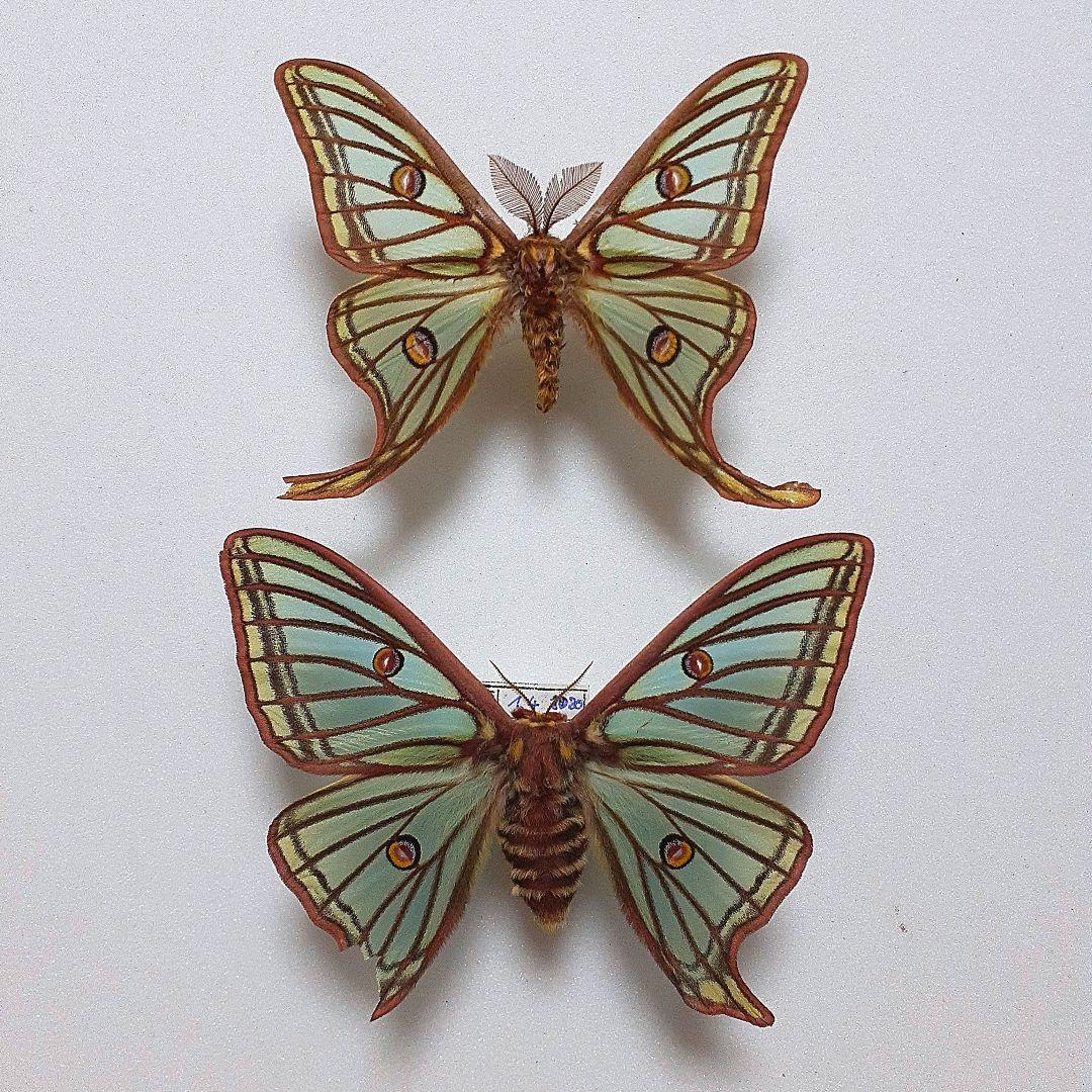 スペイン産 イザベラミズアオ ペア A-スペイン産 イザベラミズアオ