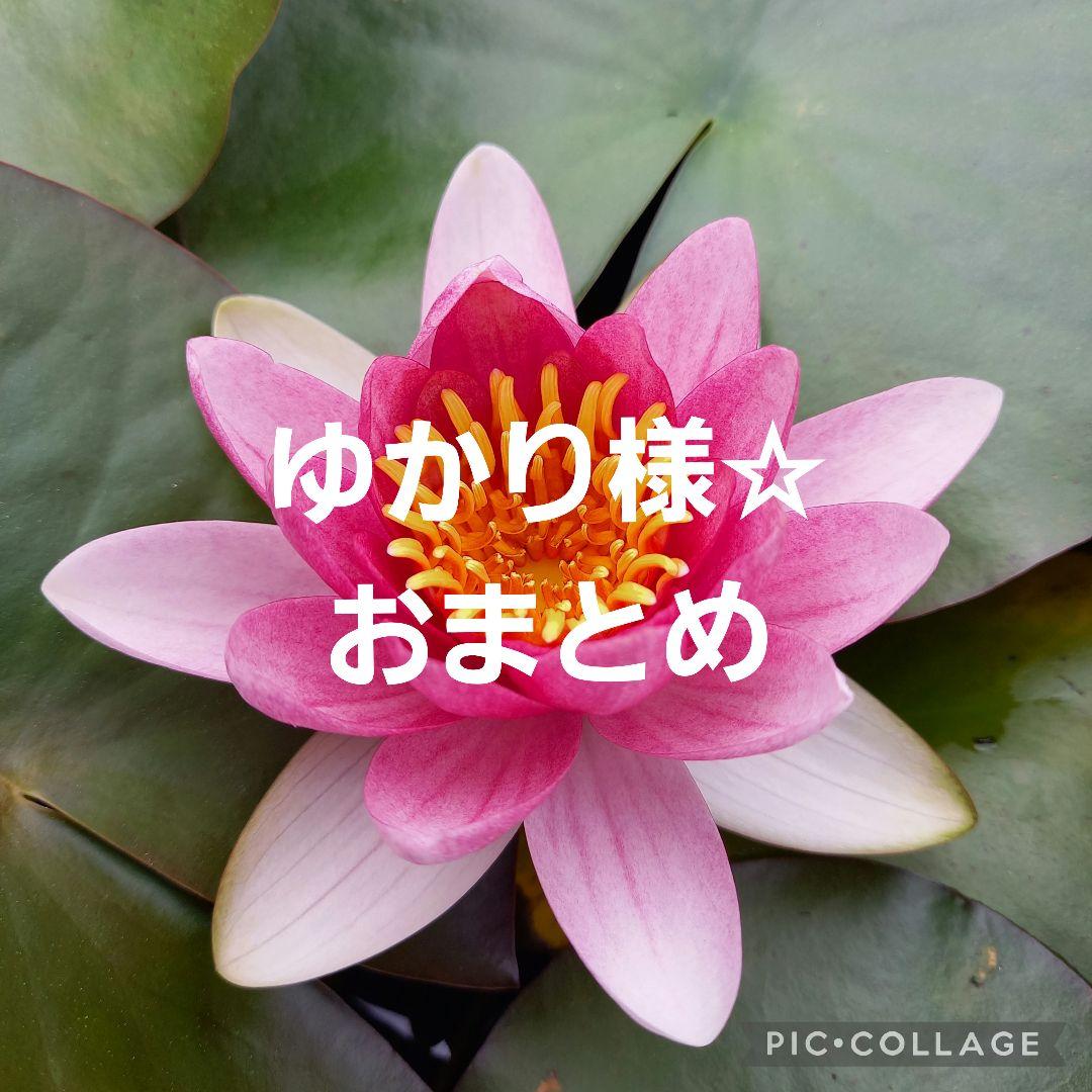 ゆかり様☆おまとめ 公認コラボ】「TourBox 結月ゆかり・紲星あかり」のアニメイト展示販売