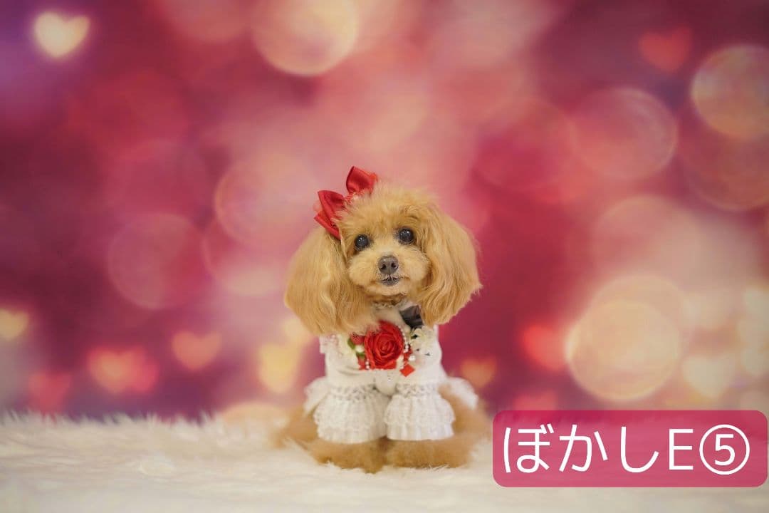 背景布 お正月H② ペット撮影用フォトブース トリミングチョーカー販売