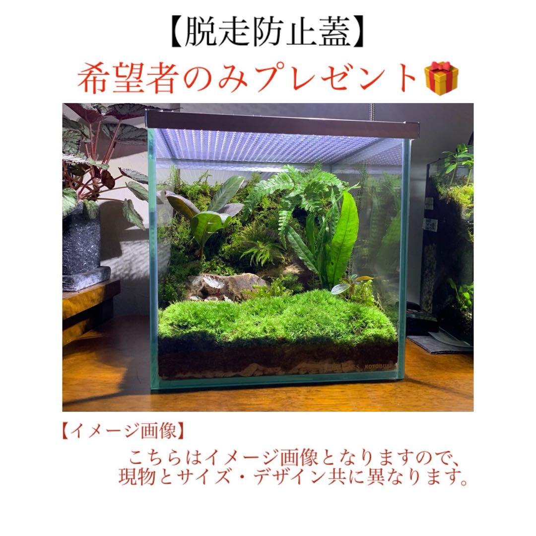 No.76 苔アート 苔テラリウム イモリウム カエルリウム 完成品 - メルカリ