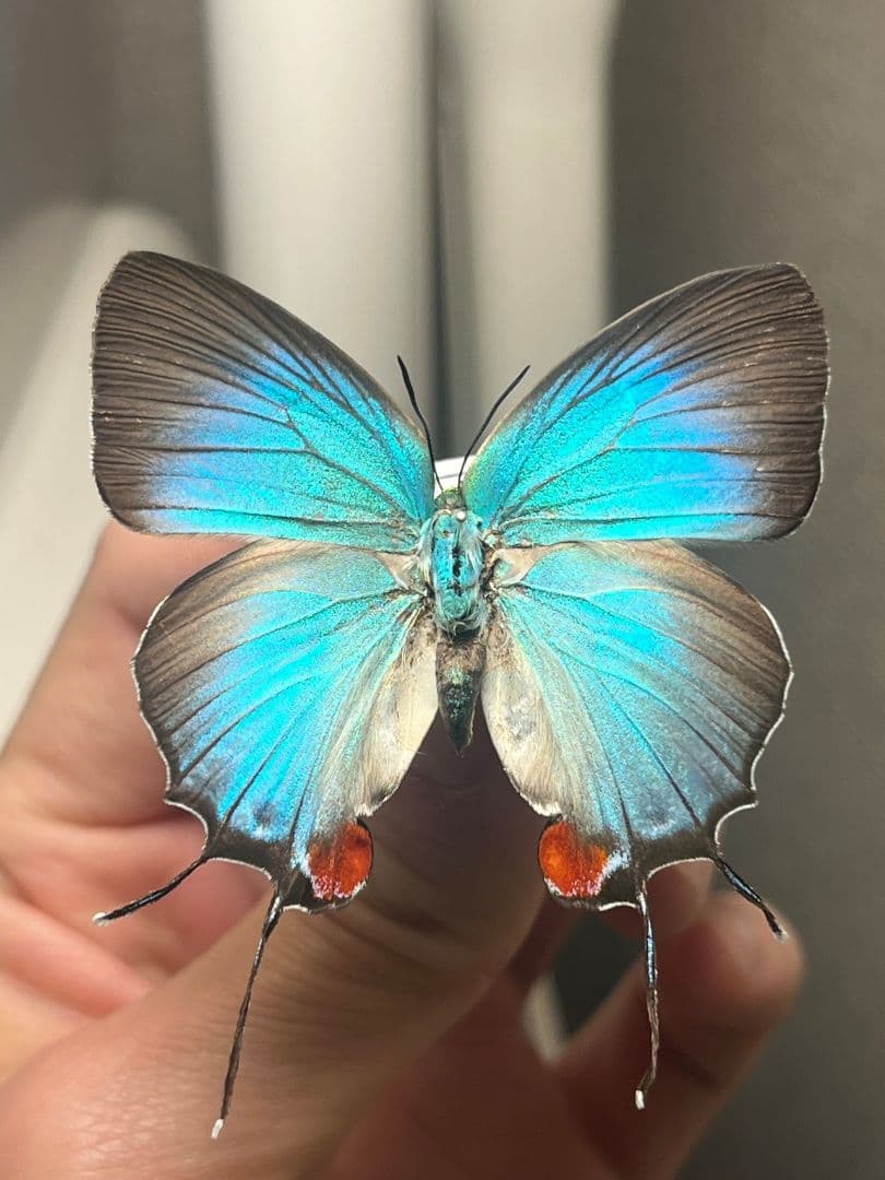 Madagascar Pantelica tricolor 44mm