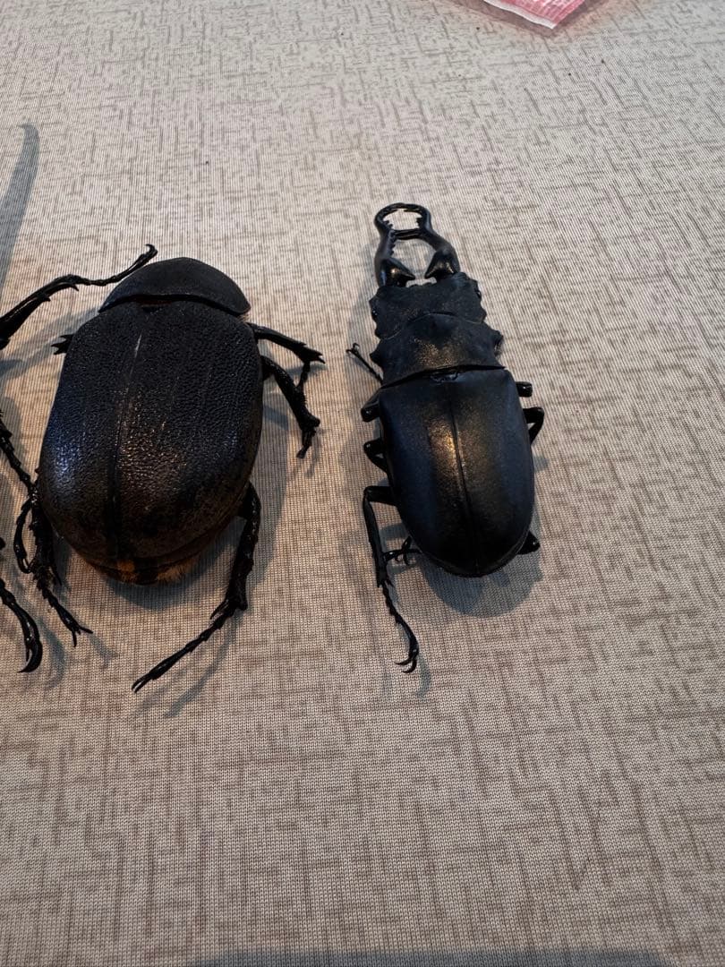 大型 ヘラクレスオオカブト 標本用 乾燥済み 自由研究