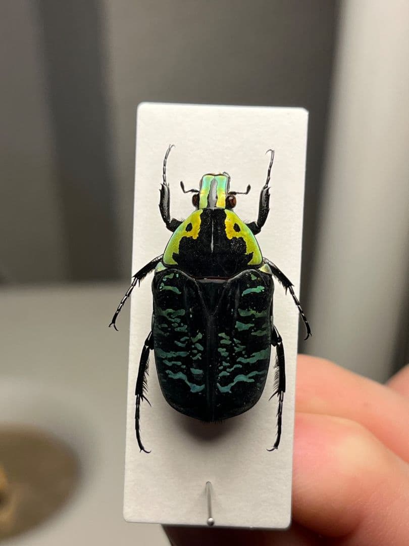 28mm】サザナミマラガシーハナムグリ 標本 タマムシ プラチナコガネ