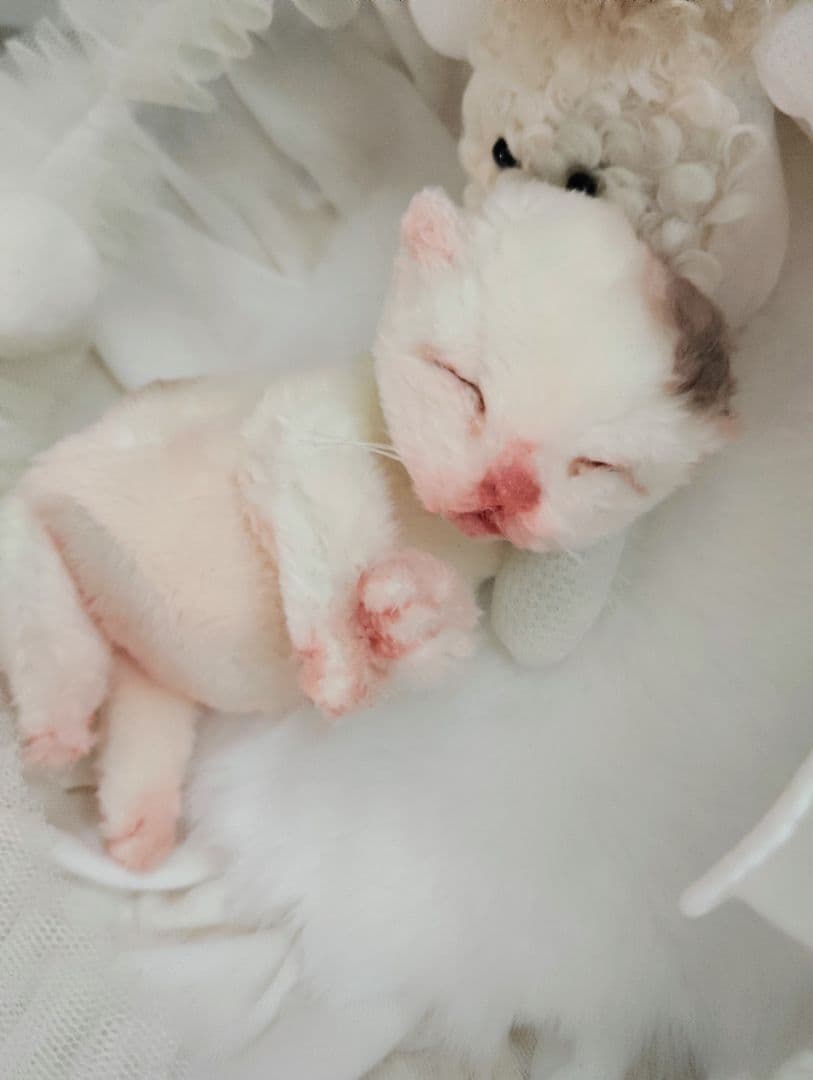 生後1日❤生まれたての子猫ちゃん♡バスケットとクマたん♡アートドール