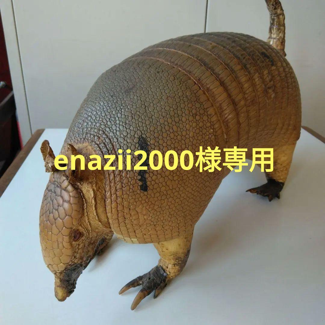 アルマジロ剥製 - メルカリ