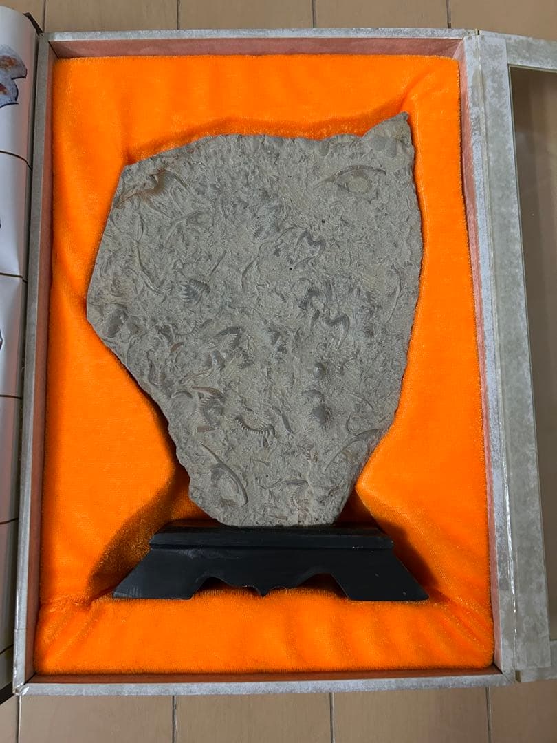 三葉虫化石 山東省 - メルカリ