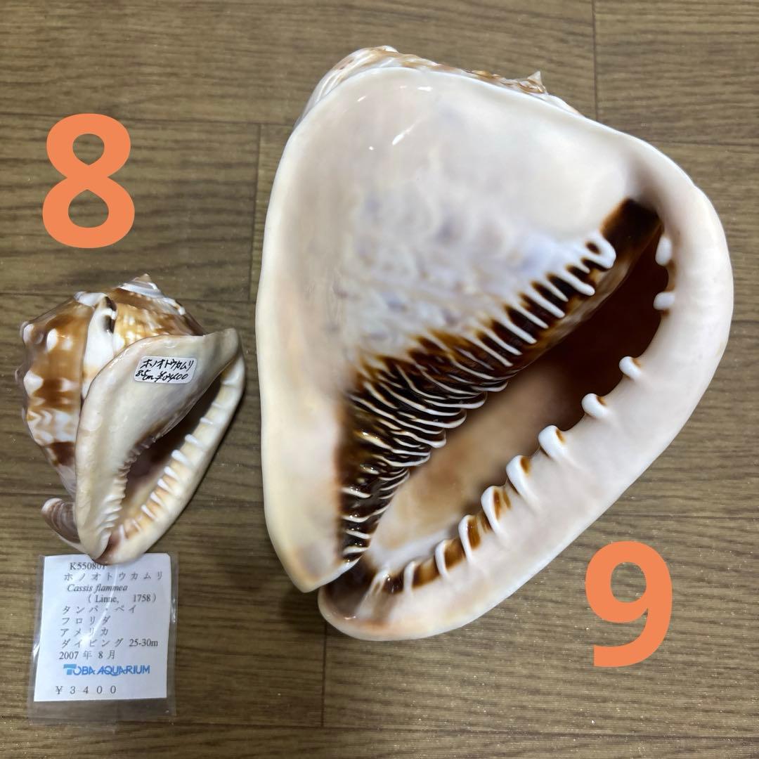Meyo 7175様専用 貝殻10点