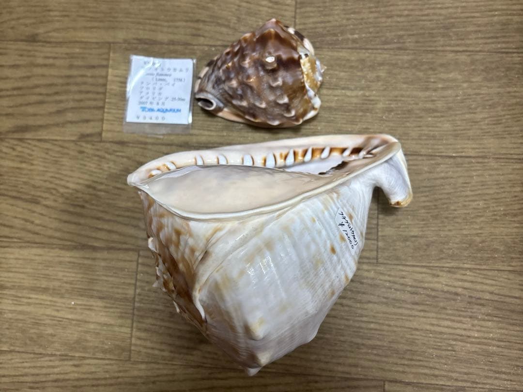 Meyo 7175様専用 貝殻10点