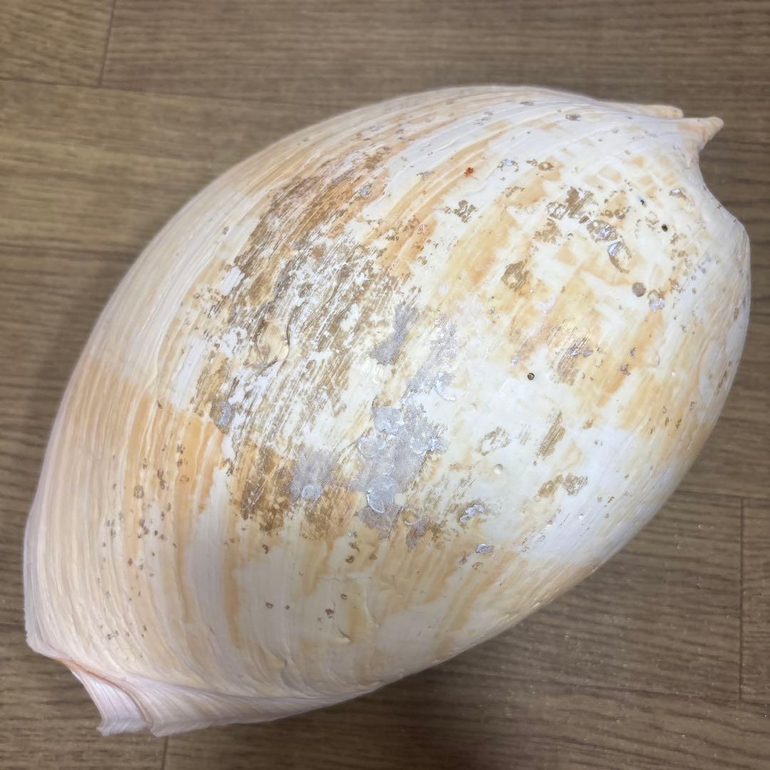 Meyo 7175様専用 貝殻10点