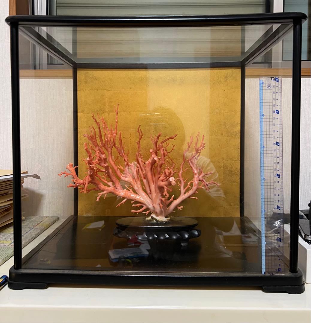 ピンク珊瑚 枝珊瑚 置物 宝石 原木 sango サンゴ