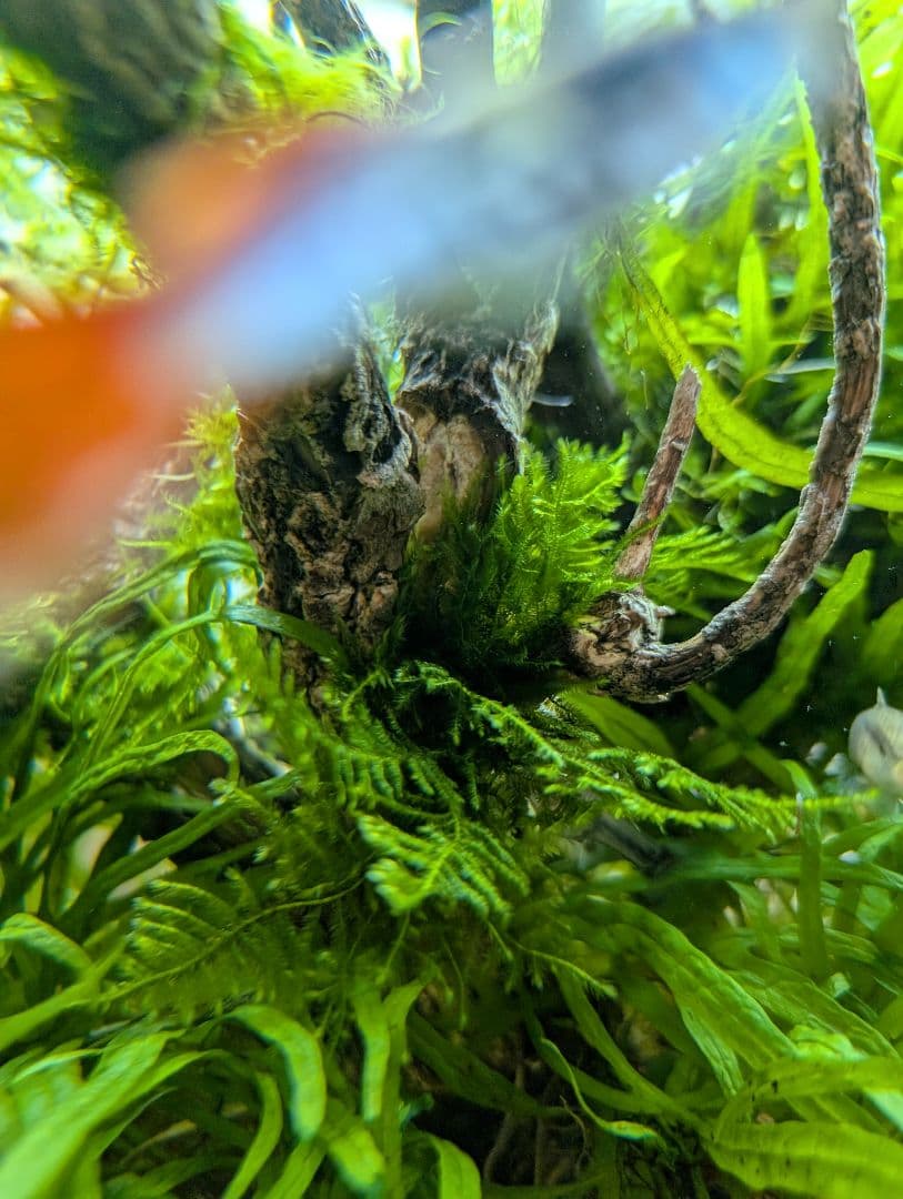 密生ミクロソリウムトライデントリーフ大株200葉以上が自然活着した