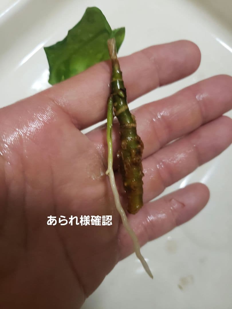 確認専用Aglaonema pictum Andaman サマート氏、出射氏 - メルカリ